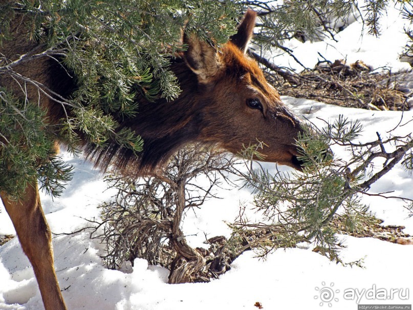 Не панорамами едиными жив Гранд-Каньон