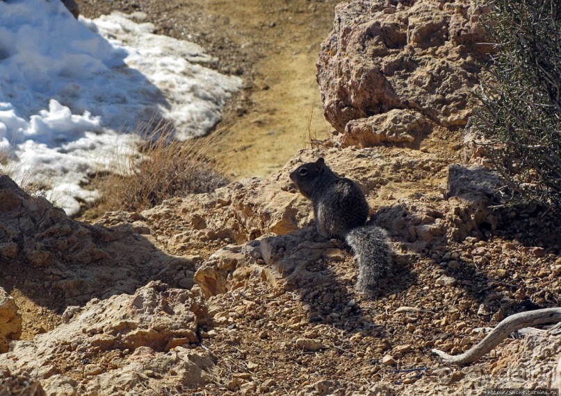 Не панорамами едиными жив Гранд-Каньон