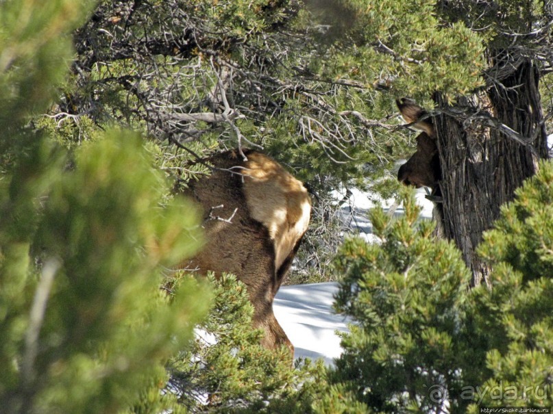 Не панорамами едиными жив Гранд-Каньон