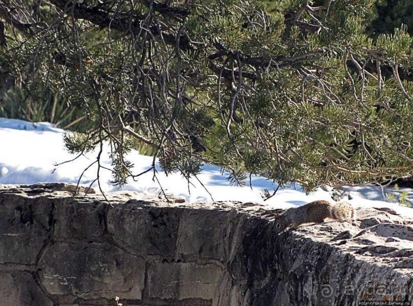 Не панорамами едиными жив Гранд-Каньон