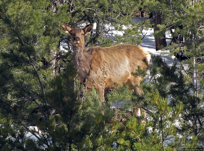 Не панорамами едиными жив Гранд-Каньон