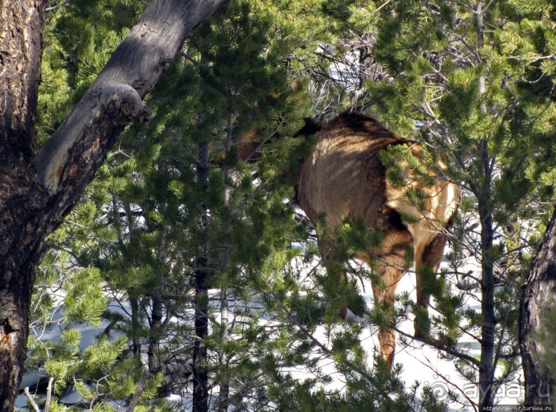 Не панорамами едиными жив Гранд-Каньон