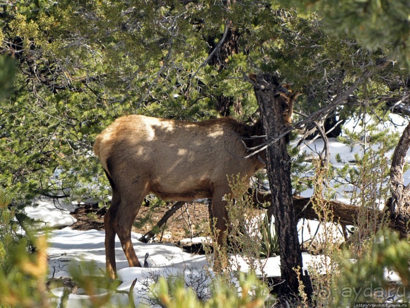Не панорамами едиными жив Гранд-Каньон