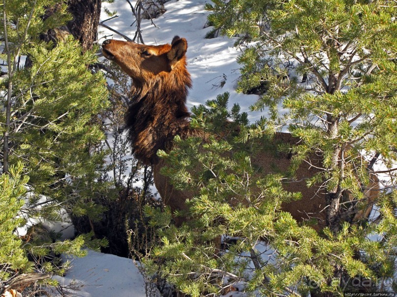 Не панорамами едиными жив Гранд-Каньон