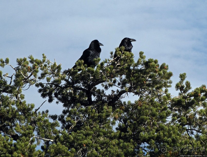 Не панорамами едиными жив Гранд-Каньон