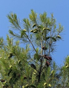 Петралона — пещера, музей и не только