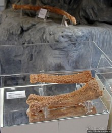 Петралона — пещера, музей и не только