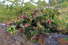 Петралона — пещера, музей и не только