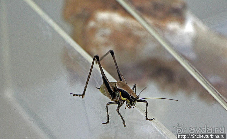 Петралона — пещера, музей и не только