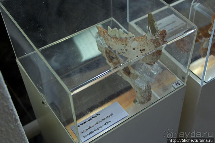 Петралона — пещера, музей и не только