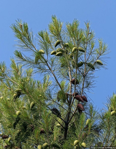 Петралона — пещера, музей и не только