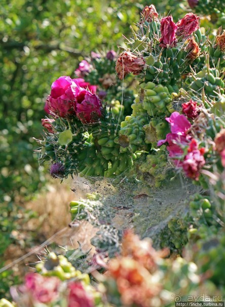 Петралона — пещера, музей и не только