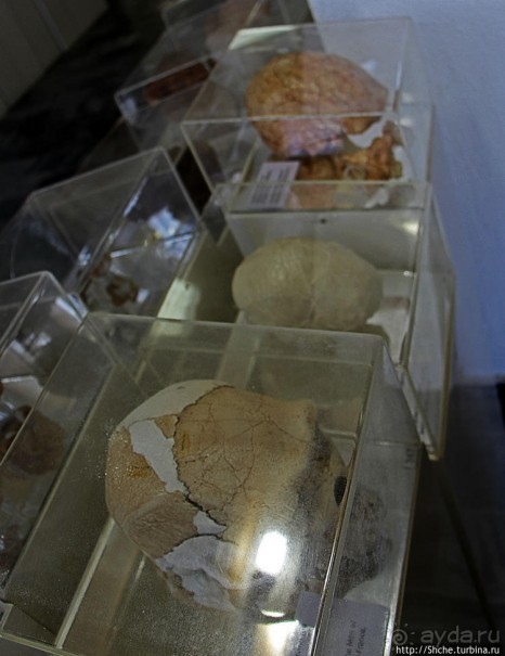 Петралона — пещера, музей и не только