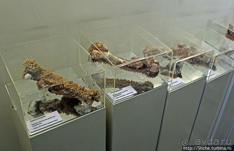 Петралона — пещера, музей и не только