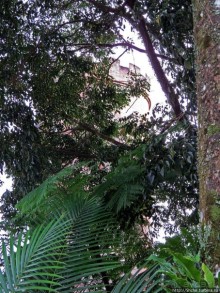 "Высоко сижу, далеко гляжу". Yokahy Tower — башня в лесу