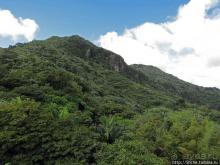 Альбом отзыва ""Высоко сижу, далеко гляжу". Yokahy Tower — башня в лесу"