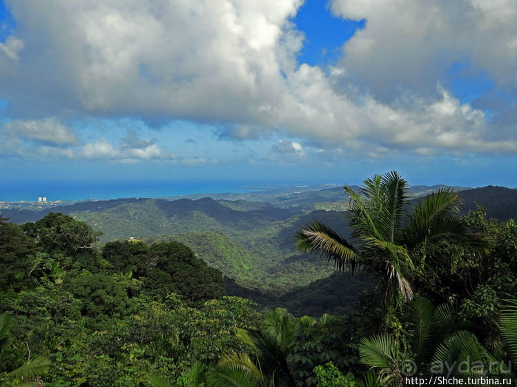 "Высоко сижу, далеко гляжу". Yokahy Tower — башня в лесу