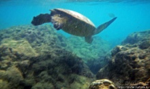 Альбом отзыва "А теперь покатай меня, больша-ая черепаха"