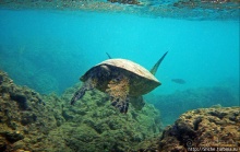 А теперь покатай меня, больша-ая черепаха