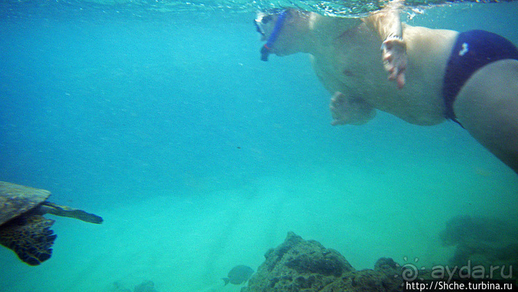 А теперь покатай меня, больша-ая черепаха