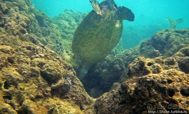 А теперь покатай меня, больша-ая черепаха