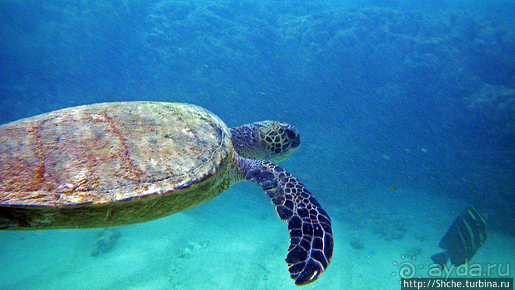 А теперь покатай меня, больша-ая черепаха