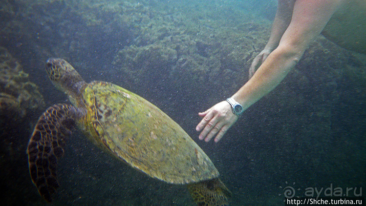 А теперь покатай меня, больша-ая черепаха