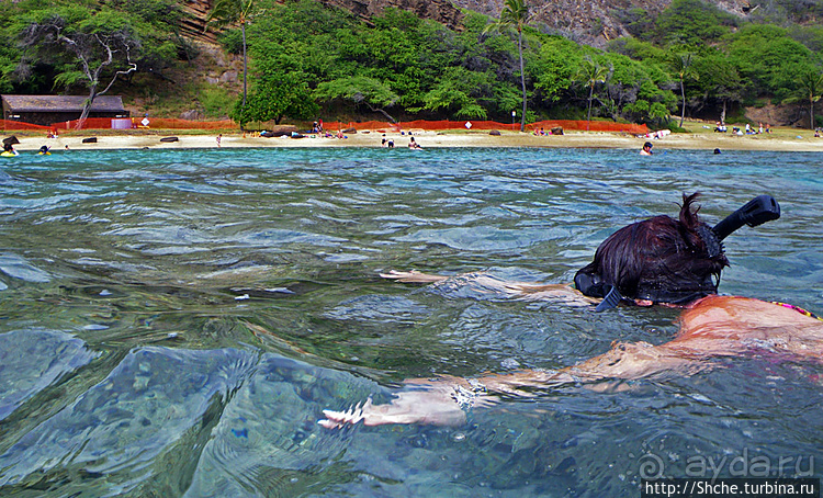 А теперь покатай меня, больша-ая черепаха
