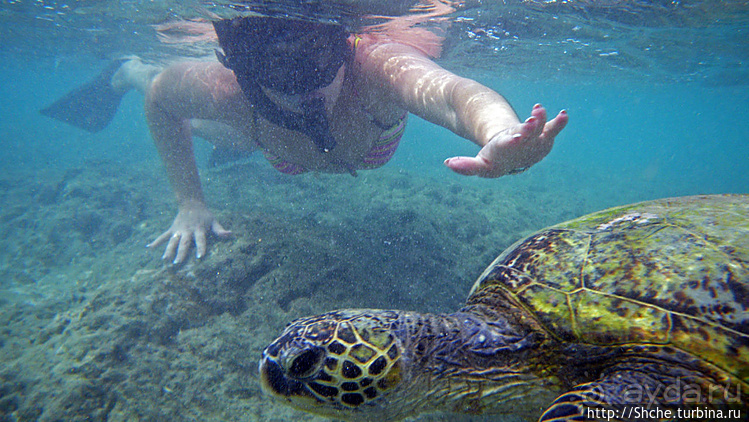 А теперь покатай меня, больша-ая черепаха