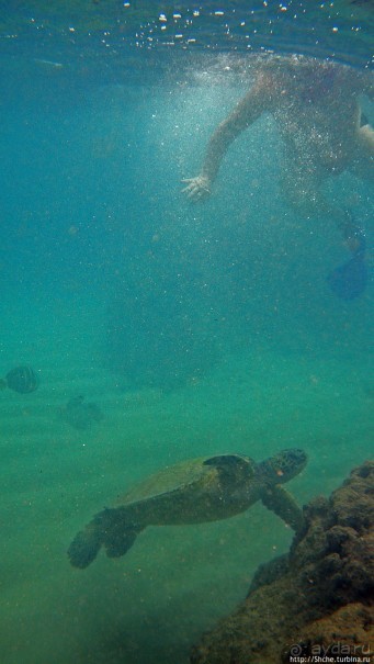 А теперь покатай меня, больша-ая черепаха