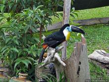 "А-а, и зеленый попугай," — мы покидаем Канайму