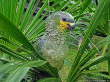 "А-а, и зеленый попугай," — мы покидаем Канайму