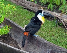 "А-а, и зеленый попугай," — мы покидаем Канайму