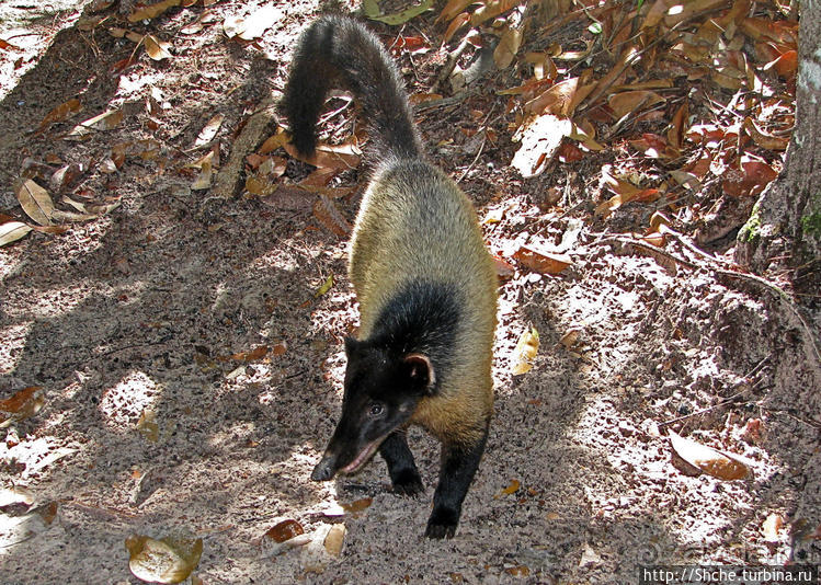 "А-а, и зеленый попугай," — мы покидаем Канайму