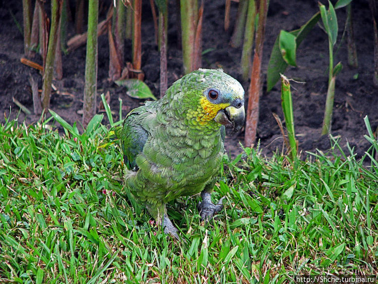 "А-а, и зеленый попугай," — мы покидаем Канайму