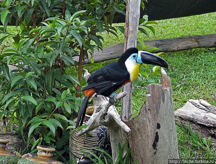 "А-а, и зеленый попугай," — мы покидаем Канайму