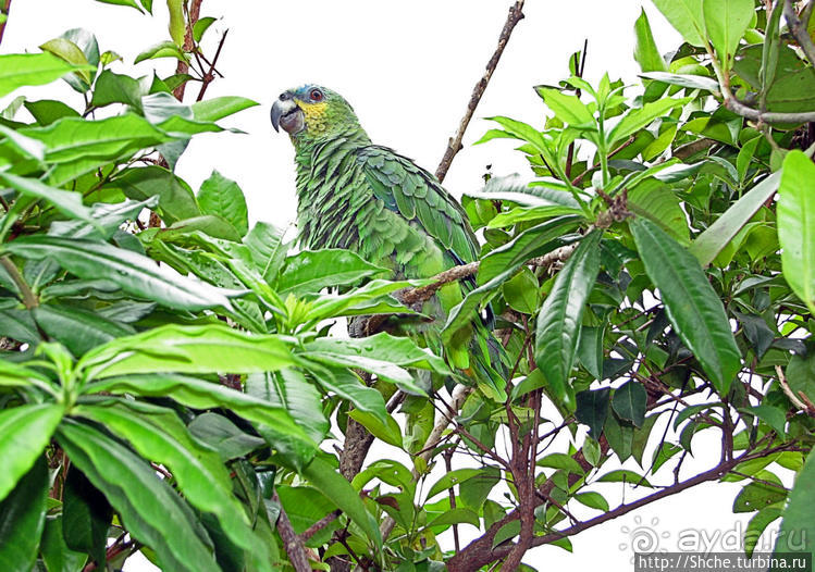 "А-а, и зеленый попугай," — мы покидаем Канайму