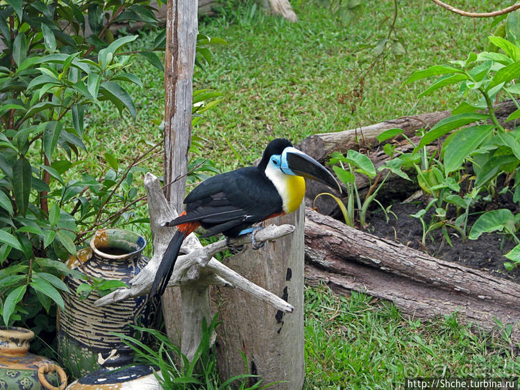 "А-а, и зеленый попугай," — мы покидаем Канайму