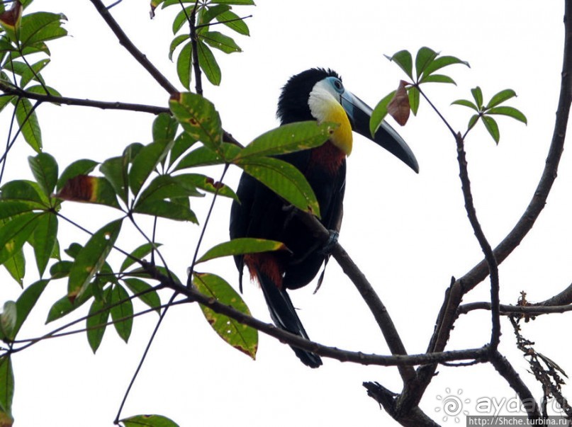 "А-а, и зеленый попугай," — мы покидаем Канайму
