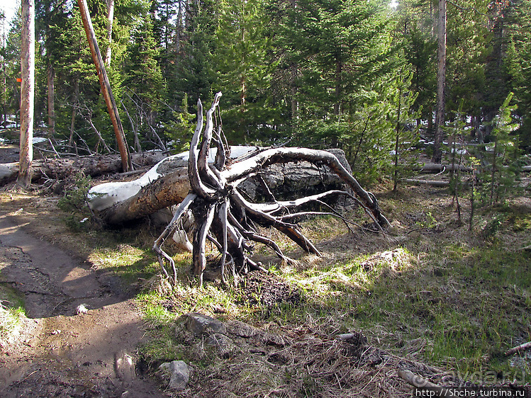 Смотровая площадка и гейзер-одиночка (район "Old faithful")