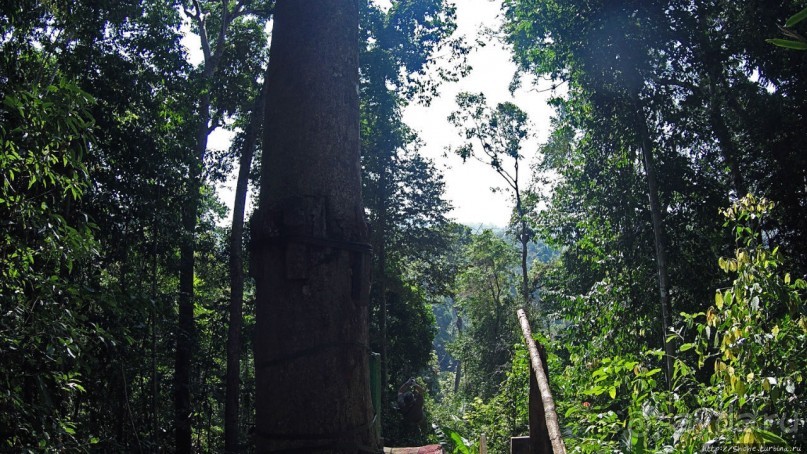Страна Гиббония: полеты наяву... с камерой GoPro на голове