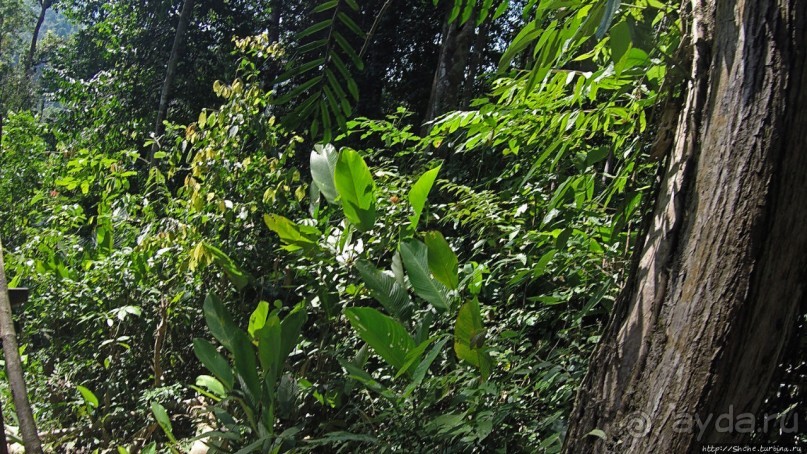 Страна Гиббония: полеты наяву... с камерой GoPro на голове