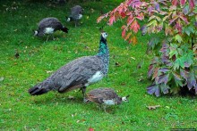 Замковый сад в Кромержиже — объект ЮНЕСКО 860-001