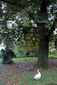 Замковый сад в Кромержиже — объект ЮНЕСКО 860-001