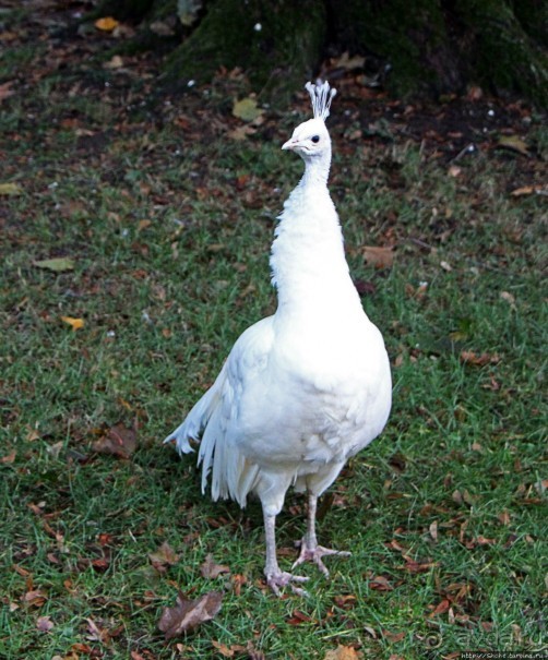 Замковый сад в Кромержиже — объект ЮНЕСКО 860-001