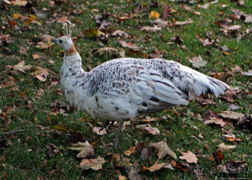 Замковый сад в Кромержиже — объект ЮНЕСКО 860-001