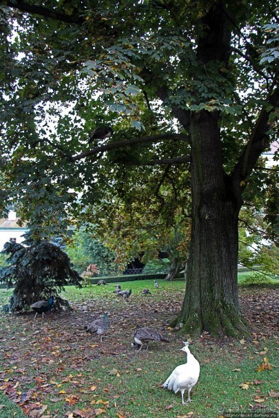 Замковый сад в Кромержиже — объект ЮНЕСКО 860-001