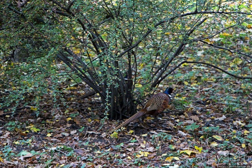 Замковый сад в Кромержиже — объект ЮНЕСКО 860-001