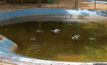 Почти бегом через городской парк Тегерана