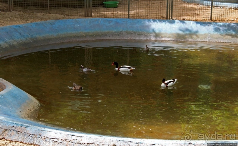 Почти бегом через городской парк Тегерана